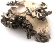 Dried Maitake Mushrooms (Hen of the Woods)- 16 oz. (1 lb.) Life Gourmet Shop