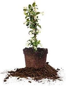 Perfect Plants Confederate Jasmine Live Plant, 1 Gallon Pot, Includes Care Guide