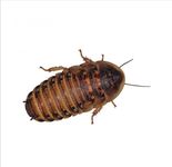 Small Dubia Roaches (4-10mm) - Reptile Live food - (50 Small Dubia Roaches)
