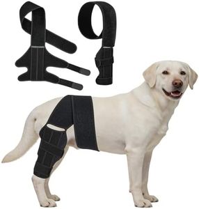 Dog Knee B