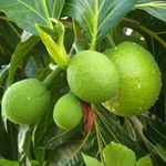 Nursery Live Rare Breadfruit Plant (Artocarpus altilis, Hybrid) Exotic 1 Live Fruit Plant