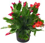 Christmas Cactus - Red 'Caribbean Dancer'- 1 x Large Plant in 13cm Pot - Flowering Cactus Plants - Indoor Plants - Houseplants - Christmas Cactus Plants - Christmas Plants - Premium Quality Plants