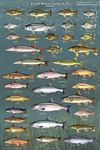 Picture Peddler Fresh Water Game Fish of North America Laminated Educational Reference Chart Print Poster 24x36