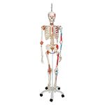 3B Scientific Human Anatomy Skeleton Model Sam - with Muscles and Ligaments, on Hanging Stand A13/1 and Free Anatomy App - 3B Smart Anatomy