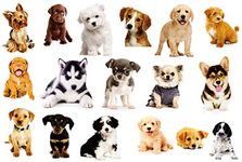 17PCS Dogs Wall Sticker 3D Pet Stickers for Kids Wall Decals Living Room Baby Rooms Bedroom Toilet House Wall DIY Decoration… (Blown-17dogs)