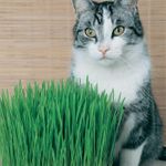 Canada Grown No.1 Cat Grass Seeds (200+ Seeds) - High Germination Rates -Easy to Grow- Indoor or Outdoor - Comes with Growing Instructions- Your cat Will Love it