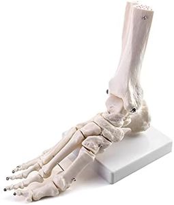 QWORK Human Foot Skeleton Model, Life Size Medical Anatomy Foot and Ankle Model, Right, Fully Articulated, for Medical Study & Science Classroom