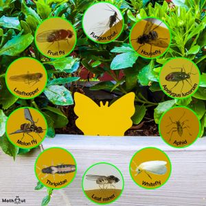 MothOut 12-Pack Moth & Fly Traps – Clothes, Pantry, Carpet, Glowing Pads