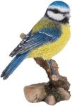 Vivid Arts Lifelike Perched Blue Tit Home or Garden Ornament (WBC-BT05-F)