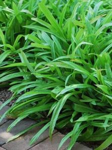Perennial Farm Marketplace Carex plantaginea (Seersucker Sedge) Native Live Perennial, Size-#1 Container, Textured Green Foliage, Zones 4-8