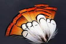 Tigofly 50 pcs/lot White Golden Nat