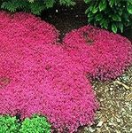 1000pcs/bag Creeping Thyme red joss Seeds Perennial Ground Cover for Home Garden