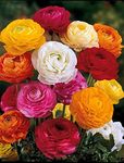 Siddhi Vinayak Gallery® Mix Ranunculus Bulbs for Garden Patio Planting Flowers Suitable for Give to Gardeners Beautiful Garden Decoration (Pack of 8 flower bulbs)