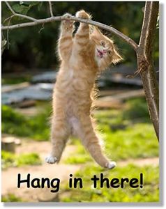 Hang in There Cat Poster - Printed on Premium Cardstock Paper - Sized 11 x 14 inch - Perfect Funny Motivational Poster for Home Or Office - Humorous Decor Funny Quote