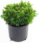 Buxus micr