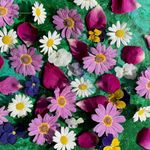 Edible Freeze Dried 'Amelia' Flower Mix - Multicoloured Rose Petals - White Daisy - Pink Daisy - Mixed Violas - UK Grown & Dried - Food Grade - Culinary - Garnish - Decoration (540)