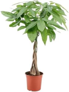 Plant in a