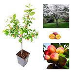 Plum Tree - Sweet Orange Plum - Patio Fruit Tree 2-4ft in 5 Litre Pot - High Yielding (1 Plants)