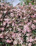 Plant Theory 60cm Cane Clematis Montana Pink Perfection Pink Flowering Vine Climbing Plant 3L Pot