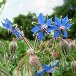 Outsidepride 1 lb. Blue Borage Herb Garden Seeds for Microgreens, Sprouts, & Culinary Uses