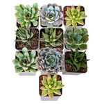 Costa Farms Unique Succulents Indoor Plants 11-Pack, Grower's Choice, 2-Inch Round,