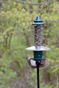 Jacobi Jayne Buster Plus Squirrel-Proof Bird Feeder, Metal, Green