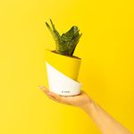 KYARI Sansevieria Green Snake Indoor Plants for Living Room | Live Plants | Plants with Lemon Yellow Self Watering Pot for Home | Air purifier plants | Plants for Home Decor, Garden & bedroom
