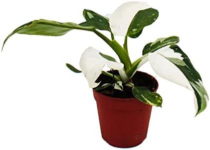 Exotenherz Philodendron White Princess - Ami arbre blanc et vert - Pot de 12 cm