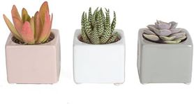 Costa Farms Mini Succulents (3-Pack