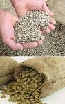 2KG Green Raw Hand Picked Tanzanian 100% Arabica Coffee Beans, Grade AA