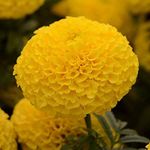 LIVE GREEN Flower Seeds | Marigold Inca yellow | Dwarf Variety | F1 Hybrid | Flower Seeds | For Home Garden & Farming | Pack of 1000 Seeds