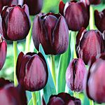 5 x Tulip Queen of The Night - Tulip Hybrid Perennial - Rare & Unique Colour - Must Have for Every Gardener - for Your Garden