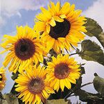 Sunflower 'Russian Giant' Seeds Plant Hardy Annual Summer Yellow Flowers Garden Plants Seeds Sun Flower Plants 1 Packet of 25 Seeds by Thompson and Morgan