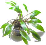 Marcus Fish Tanks - Cryptocoryne Wendtii Green Crypt Wendtii Easy Live Aquarium Plants for Aquatic Freshwater Fish Tank Buy 2 GET 1