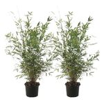 Plant in a Box - Fargesia Nitida 'Gansu' - Height 50-70cm - Set of 2 - Evergreen Bamboo - Pot 17cm