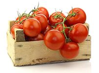 Tomato Plants - 'Moneymaker' - 6 x Large Plug Plants Pack - Tomato Plug Plants - Garden Ready Outdoor Plants - Tomato Plants Ready to Plant - Ready to Plant - Premium Quality Plants