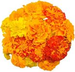 100 Petite Dwarf Marigold Seeds for Planting - Heirloom Non-GMO USA Grown Flower Seeds for Planting - by RDR Seeds