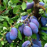 Creative Farmer Exotic Plum Tree Plant Rare Damson Prunus Domestica Blue Live Ornamental Plant For Terrace Garden Plant(1 Healthy Live Plant)