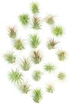 Shop Succulents Ionantha Tillandsia