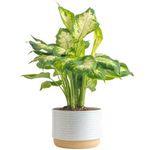 Costa Farms Dieffenbachia Live Plant Indoor, Easy Grow Light and Watering Houseplant, Potted in Indoors Garden Decor Plant Pot, Soil, Grower's Choice, Home and Office Plants Decor, 1 Foot Tall