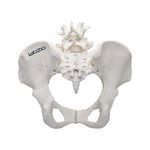 Labzio Premium Female Pelvis Skeleton Model – Anatomically Correct Life Size Pelvis for Medical Education, Teaching, and Student Study