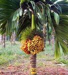 OhhSome Live Plant Palm Tree Arecanut Mangala Ornamental/Fruit Producing (1 Healthy Live Fruit Nut Plant)