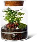 DIY Terrarium Kit H: 25 cm 'Mallorc