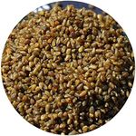 GLORIOUS INHERITING / BAIGUZHENZHEN Retailed Natural and Fresh Tartary Buckwheat of General Size with Net Bag of 1000 grams