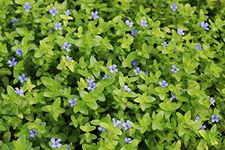 Bacopa Caroliniana X 5 Live Tropical Aquarium Freshwater Plants Easy Care