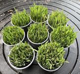Ready-to-Eat Cat Grass – Fresh Live Plants for Cats, Rabbits, Guinea Pigs & Small Animals | Wheat, Barley, Rye & Oats | Supports Digestion & Immunity | Organic Fibre, Vitamins & Minerals