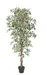 Home Bloom Decorative Artificial 6 Ft Artificial Ficus Silk Tree Potted Plant for Home Garden Outdoor Indoor Decoration (180 cm Tall)