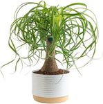 Costa Farms Ponytail Palm Bonsai, E