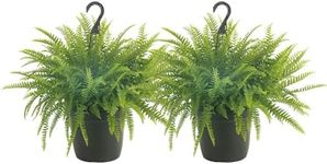 Costa Farms Ferns (2 Pack), Live Pr