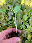 Kohlrabi Plug Plants - Grow Your Own from our Premium Quality Plants (6)